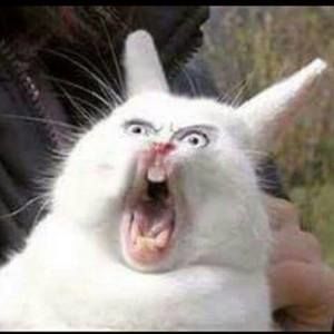 Meet your Posher, Edgar